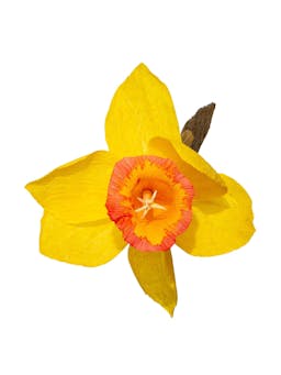 Daffodil Paper Flower  Dar Leone    - Collagerie