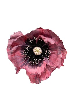 Poppy paper flower  Dar Leone    - Collagerie