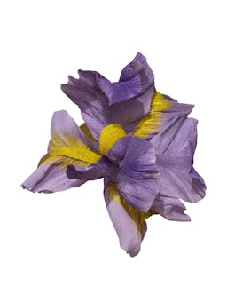 Iris Paper Flower  Dar Leone    - Collagerie