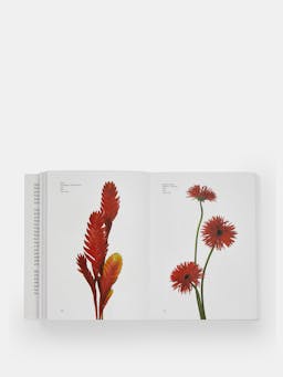 Flower Colour Guide Book Phaidon    - Collagerie