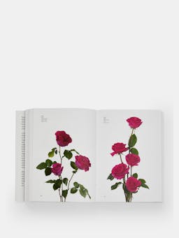 Flower Colour Guide Book Phaidon    - Collagerie