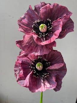 Poppy paper flower  Dar Leone    - Collagerie