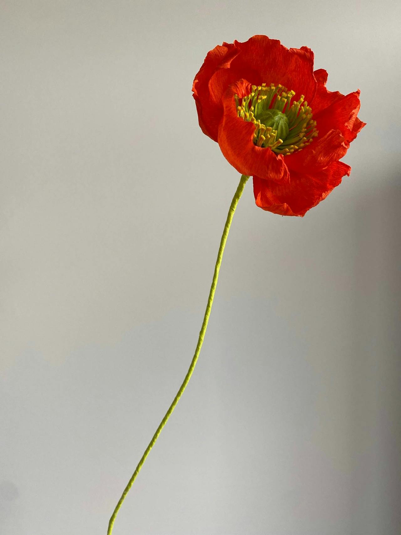 Poppy paper flower  Dar Leone    - Collagerie